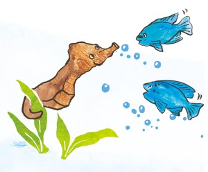 おおしろ あいか aika oshiro